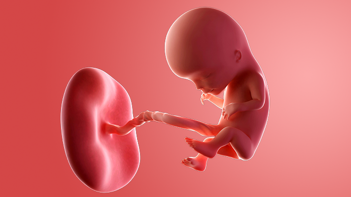 10 Weeks Pregnant: Symptoms & Baby Development - Babylist