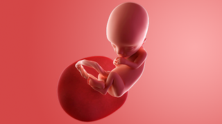 First Trimester of Pregnancy (0 to 12 Weeks) - BabyInfo