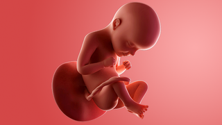 Third Trimester Pregnancy & Symptoms: The Ultimate Guide • Kopa Birth®