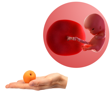 Composite. One side shows a foetus attached to a developing placenta by the umbilica cord. The forming head, eyes, nose, legs, hands and feet are recognisable. Other side shows an adult hand with an apricot in its palm.