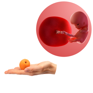 Composite. One side shows a foetus attached to a developing placenta by the umbilica cord. The forming head, eyes, nose, legs, hands and feet are recognisable. Other side shows an adult hand with an apricot in its palm.