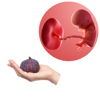 Composite. One side shows a foetus attached to a developing placenta by the umbilical cord. The forming head, eyes, nose, legs, hands, feet, fingers and toes are recognisable. Other side shows an adult hand with a fig in its palm.