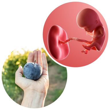 Composite. One side shows a foetus attached to a placenta by the umbilical cord. The foetus is now recognisable as a baby, with a proportionally large head. Other side shows an adult hand with a plum in its palm.