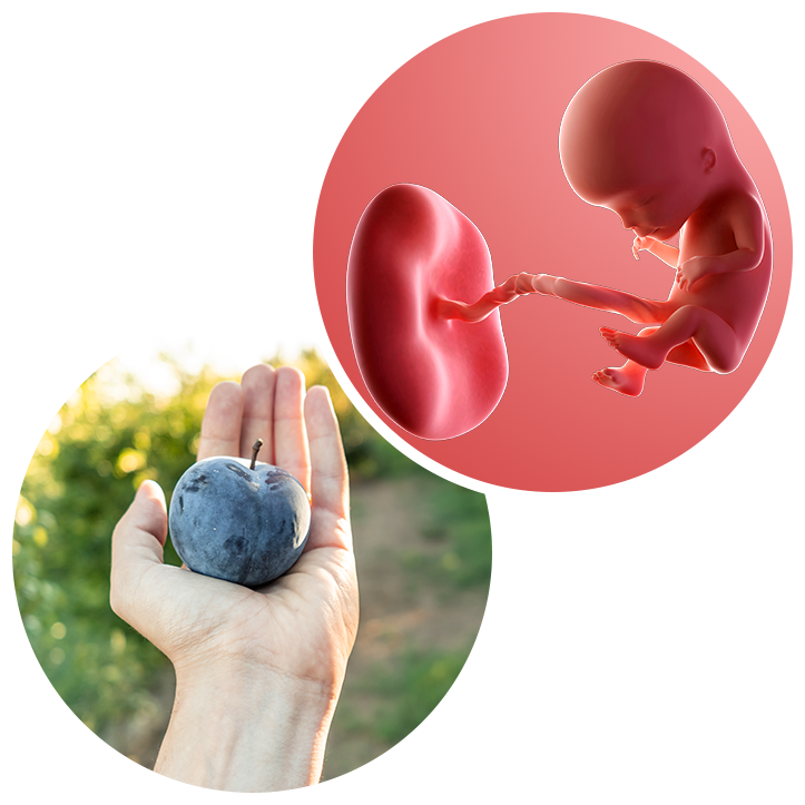 12 weeks pregnant Weekbyweek guide NHS