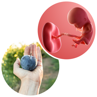 Composite. One side shows a foetus attached to a placenta by the umbilical cord. The foetus is now recognisable as a baby, with a proportionally large head. Other side shows an adult hand with a plum in its palm.