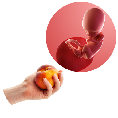 Composite. One side shows a foetus attached to the placenta by the umbilical cord. The foetus is recognisable as a baby. Other side shows a person holding a peach in one hand.