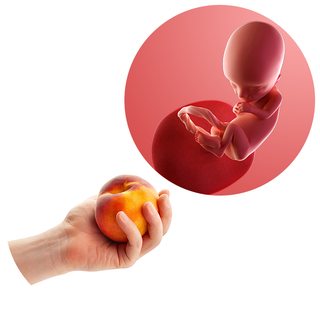 Composite. One side shows a foetus attached to the placenta by the umbilical cord. The foetus is recognisable as a baby. Other side shows a person holding a peach in one hand.