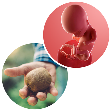 Composite. One side shows a foetus attached to the placenta by the umbilical cord. The foetus is recognisable as a baby. Other side shows a person holding a kiwi fruit in one hand.