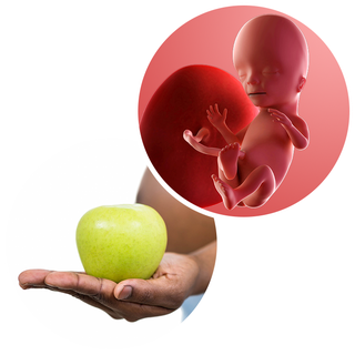 Composite. One side shows a foetus attached to the placenta by the umbilical cord. The foetus is recognisable as a baby. Other side shows a person holding an apple in one hand.