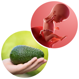 Composite. One side shows a foetus attached to the placenta by the umbilical cord. The foetus is recognisable as a baby. Other side shows a person holding an avocado in one hand.