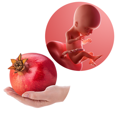 Composite. One side shows a foetus attached to the placenta by the umbilical cord. The foetus is recognisable as a baby. Other side shows a person holding a pomegranate in one hand.