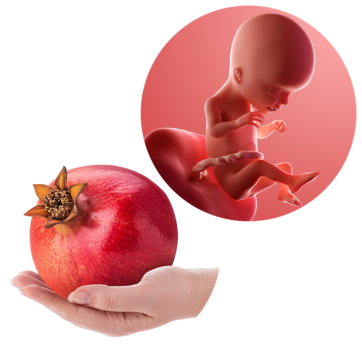 17 weeks pregnant Weekbyweek guide NHS