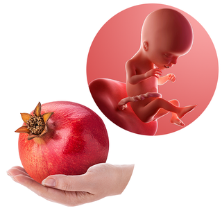 Composite. One side shows a foetus attached to the placenta by the umbilical cord. The foetus is recognisable as a baby. Other side shows a person holding a pomegranate in one hand.
