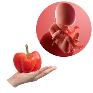 Composite. One side shows a foetus attached to the placenta by the umbilical cord. The foetus is recognisable as a baby. Other side shows a person holding a bell pepper in one hand.
