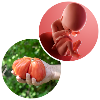 Composite. One side shows a foetus attached to the placenta by the umbilical cord. The foetus is recognisable as a baby. Other side shows a person holding a beef tomato in one hand.
