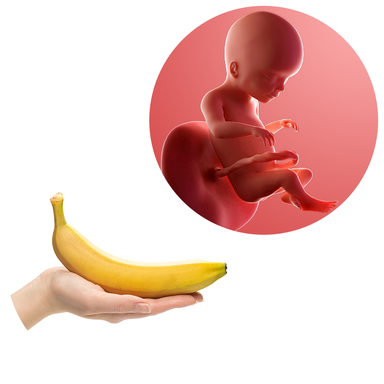 Composite. One side shows a foetus attached to the placenta by the umbilical cord. The foetus is recognisable as a baby. Other side shows a person holding a banana in one hand.