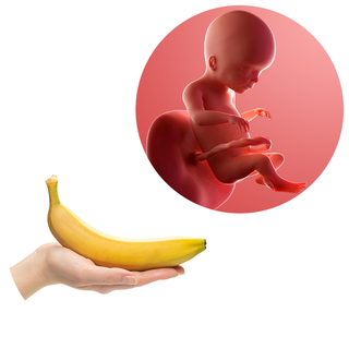 Composite. One side shows a foetus attached to the placenta by the umbilical cord. The foetus is recognisable as a baby. Other side shows a person holding a banana in one hand.