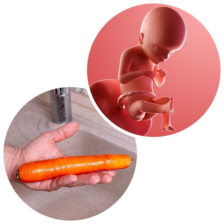 21 weeks pregnant Weekbyweek guide NHS