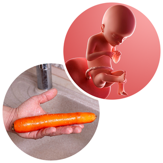 Composite. One side shows a foetus attached to the placenta by the umbilical cord. The foetus is recognisable as a baby. Other side shows a person holding a carrot in one hand.