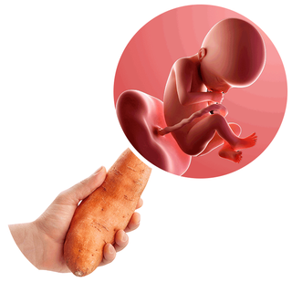 Composite. One side shows a foetus attached to the placenta by the umbilical cord. The foetus is recognisable as a baby. Other side shows a person holding a sweet potato in one hand.