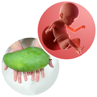Composite. One side shows a foetus attached to the placenta by the umbilical cord. The foetus is recognisable as a baby. Other side shows a person holding a large mango in two hands.