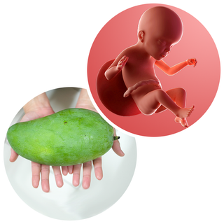 Baby and You at 23 Weeks Pregnant: Symptoms and Development