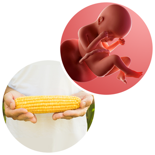 Composite. One side shows a foetus attached to the placenta by the umbilical cord. The foetus is recognisable as a baby. Other side shows a person holding a corn on the cob in two hands.