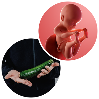 Composite. One side shows a foetus attached to the placenta by the umbilical cord. The foetus is recognisable as a baby. Other side shows a person holding a courgette in two hands.