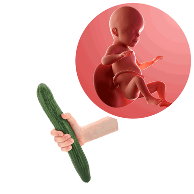 Composite. One side shows a foetus attached to the placenta by the umbilical cord. The foetus is recognisable as a baby. Other side shows a person holding a cucumber in one hand.