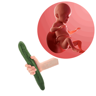 Composite. One side shows a foetus attached to the placenta by the umbilical cord. The foetus is recognisable as a baby. Other side shows a person holding a cucumber in one hand.