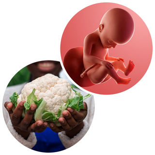 Composite. One side shows a foetus attached to the placenta by the umbilical cord. The foetus is recognisable as a baby. Other side shows a person holding a head of cauliflower in two hands.