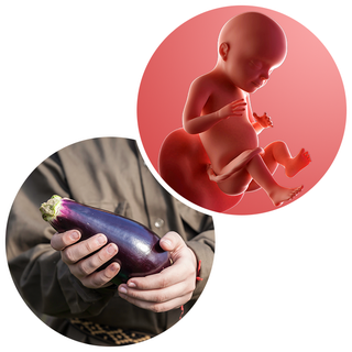 Composite. One side shows a foetus attached to the placenta by the umbilical cord. The foetus is recognisable as a baby. Other side shows a person holding an aubergine in 2 hands.