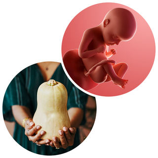 Composite. One side shows a foetus attached to the placenta by the umbilical cord. The foetus is recognisable as a baby. Other side shows a person holding a butternut squash in 2 hands.