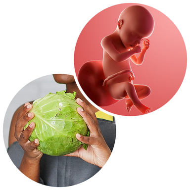 Composite. One side shows a foetus attached to the placenta by the umbilical cord. The foetus is recognisable as a baby. Other side shows a person holding a cabbage in 2 hands.