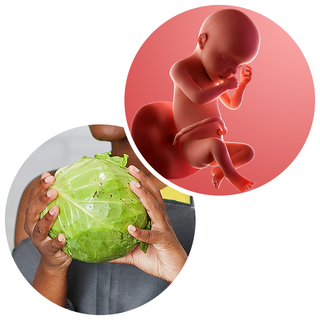 Composite. One side shows a foetus attached to the placenta by the umbilical cord. The foetus is recognisable as a baby. Other side shows a person holding a cabbage in 2 hands.