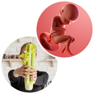 Composite. One side shows a foetus attached to the placenta by the umbilical cord. The foetus is recognisable as a baby. Other side shows a person holding a 4-stick bunch of celery in 2 hands.