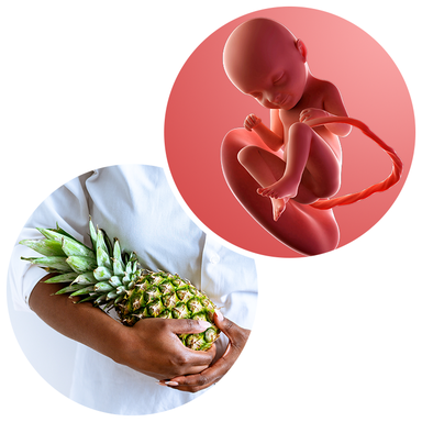 Composite. One side shows a foetus attached to the placenta by the umbilical cord. The foetus is recognisable as a baby. Other side shows a person cradling a pineapple in their arms.