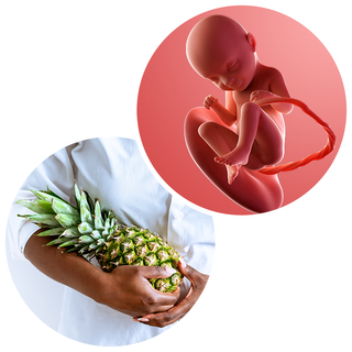 Composite. One side shows a foetus attached to the placenta by the umbilical cord. The foetus is recognisable as a baby. Other side shows a person cradling a pineapple in their arms.