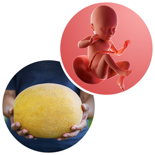Composite. One side shows a foetus attached to the placenta by the umbilical cord. The foetus is recognisable as a baby. Other side shows a person holding a cantaloupe melon in 2 hands.