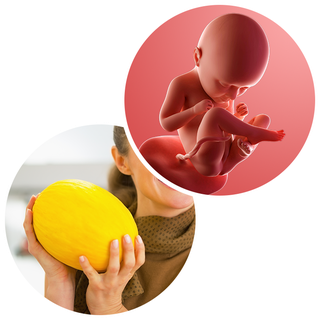 Composite. One side shows a foetus attached to the placenta by the umbilical cord. The foetus is recognisable as a baby. Other side shows a person holding a honeydew melon in 2 hands.
