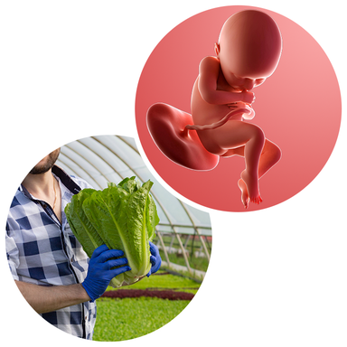 Composite. One side shows a foetus attached to the placenta by the umbilical cord. The foetus is recognisable as a baby. Other side shows a person holding a large romaine lettuce in 2 hands.