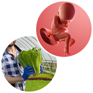 Composite. One side shows a foetus attached to the placenta by the umbilical cord. The foetus is recognisable as a baby. Other side shows a person holding a large romaine lettuce in 2 hands.