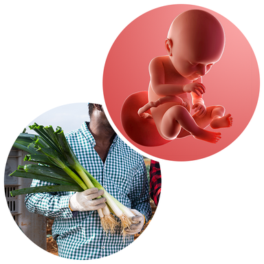 Composite. One side shows a foetus attached to the placenta by the umbilical cord. The foetus is recognisable as a baby. Other side shows a person holding a bunch of 4 leeks, resting on their arms.