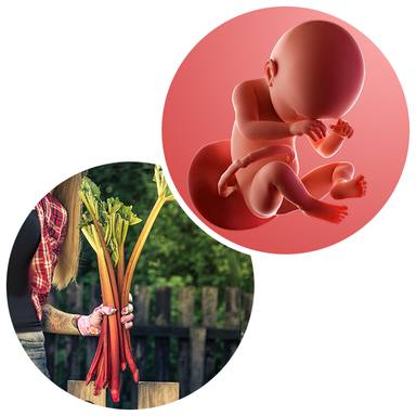 Composite. One side shows a foetus attached to the placenta by the umbilical cord. The foetus is recognisable as a baby. Other side shows a person holding a bunch of rhubarb sticks..