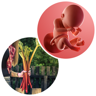 Composite. One side shows a foetus attached to the placenta by the umbilical cord. The foetus is recognisable as a baby. Other side shows a person holding a bunch of rhubarb sticks..