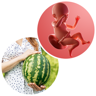 Baby and You at 23 Weeks Pregnant: Symptoms and Development