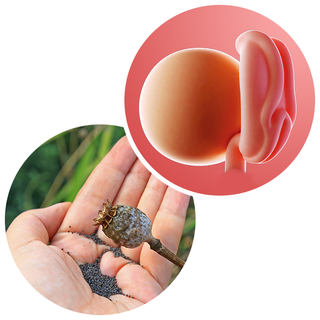 Composite. One side shows an embryo attached to a round yolk sac. Other side shows an adult hand with a palmful of poppy seeds.