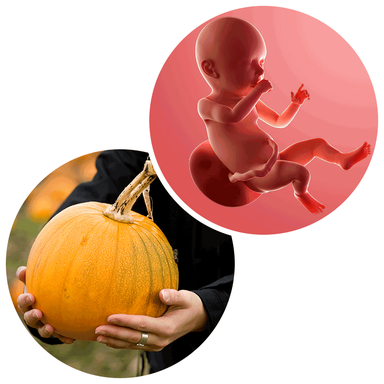 Composite. One side shows a foetus attached to the placenta by the umbilical cord. The foetus is recognisable as a baby. Other side shows a person holding a pumpkin.