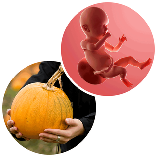 Composite. One side shows a foetus attached to the placenta by the umbilical cord. The foetus is recognisable as a baby. Other side shows a person holding a pumpkin.