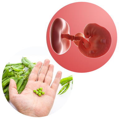 Composite. One side shows an embryo attached to a flattened yolk sac with a forming umbilical cord. Other side shows an adult hand with a few peas in the palm.
